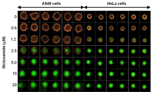 A549 and HeLa 3D tumor spheroids on Nunclon Sphera plate Microscopic view of fluorescently stained A549 and HeLa 3D tumor spheroids in 96-well Nunclon Sphera plate