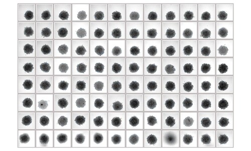 A549 3D tumor spheroids on Nunclon Sphera plate Microscopic view of A549 3D tumor spheroids in each well of 96-well Nunclon Sphera plate