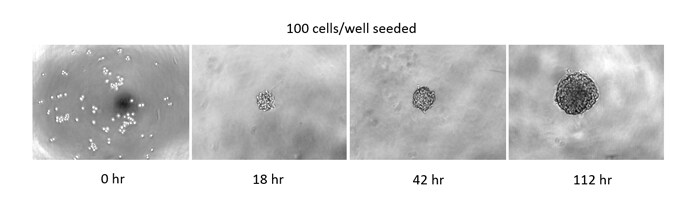 Early HCT 116 3D tumor spheroids cultured on Nunclon Sphera surface Microscopic views of early HCT 116 3D tumor spheroids cultured on Nunclon Sphera surface