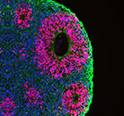 免费的 3D 网上学习课程 免费的 3D 网上学习课程