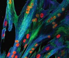 原代细胞培养系统 原代细胞培养系统