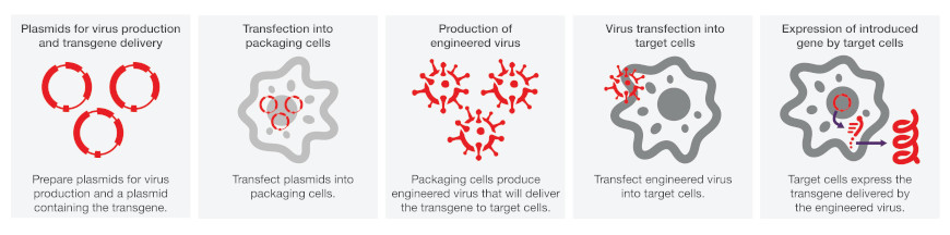 Transfection Applications | Thermo Fisher Scientific - CN