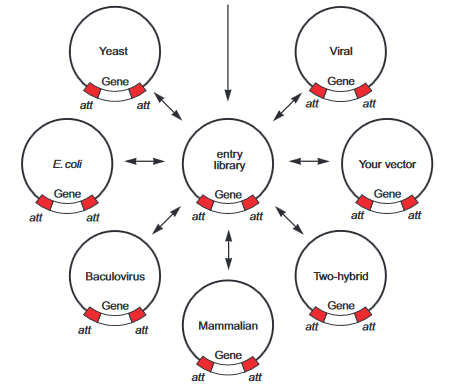 CloneMiner 2 cDNA Construction CloneMiner 2 cDNA Construction