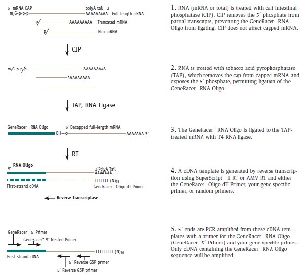 The GeneRacer Protocol The GeneRacer Protocol