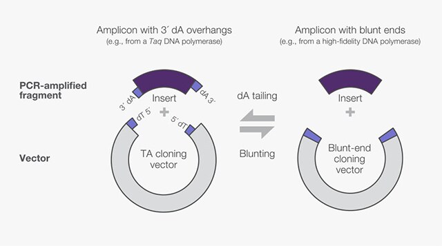 常见 PCR 克隆策略 常见 PCR 克隆策略