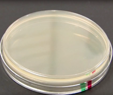 Bacterial Transformation Troubleshooting Guide | Thermo Fisher ...