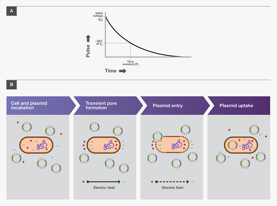 Bacterial Transformation Workflow | Thermo Fisher Scientific - CN