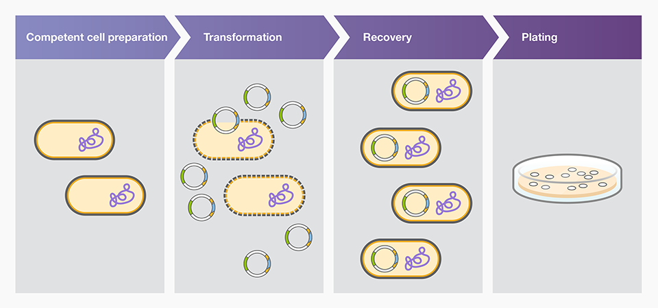 Bacterial Transformation Workflow | Thermo Fisher Scientific - CN