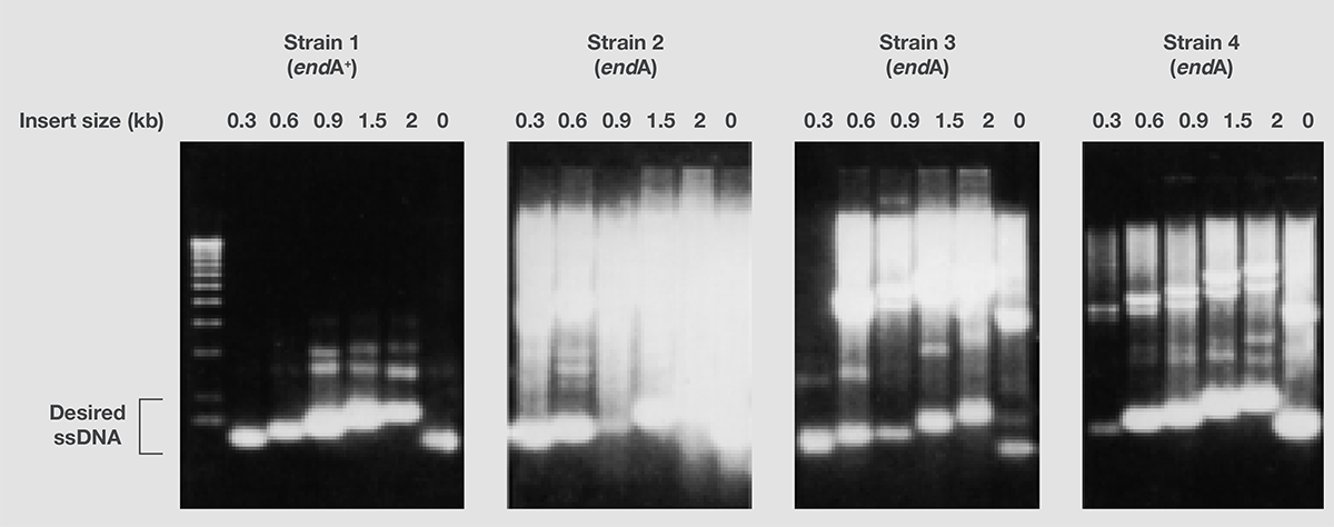 Stability of a plasmid with direct repeat sequences Stability of a plasmid with direct repeat sequences