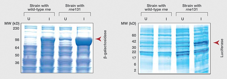 Protein expression from T7 expression vectors in BL21 strains with or without the rne131 mutation Protein expression from T7 expression vectors in BL21 strains with or without the rne131 mutation