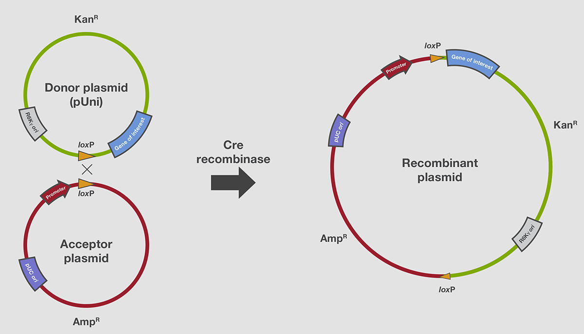 Stability of a plasmid with direct repeat sequences Stability of a plasmid with direct repeat sequences