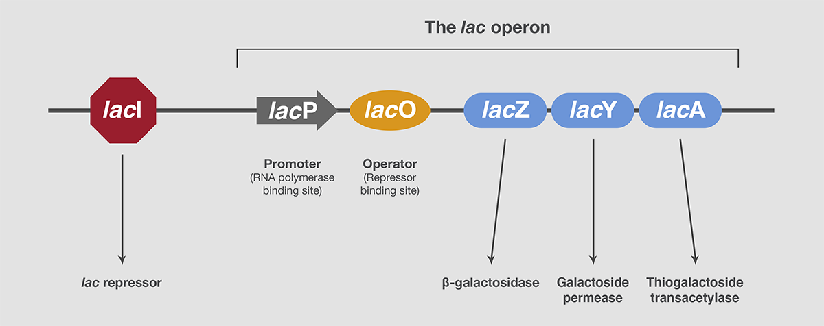 The lac operon The lac operon