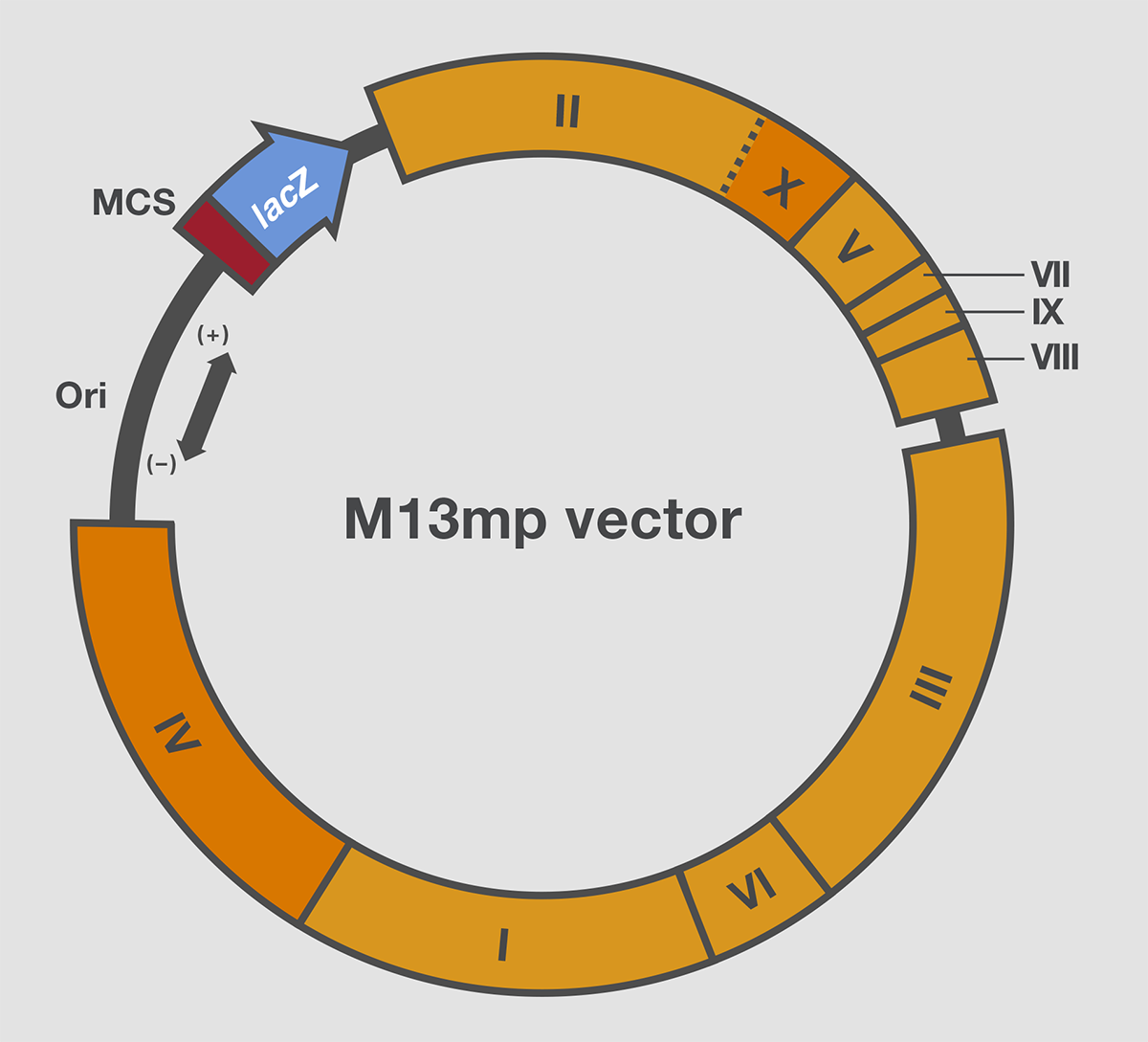 Stability of a plasmid with direct repeat sequences Stability of a plasmid with direct repeat sequences