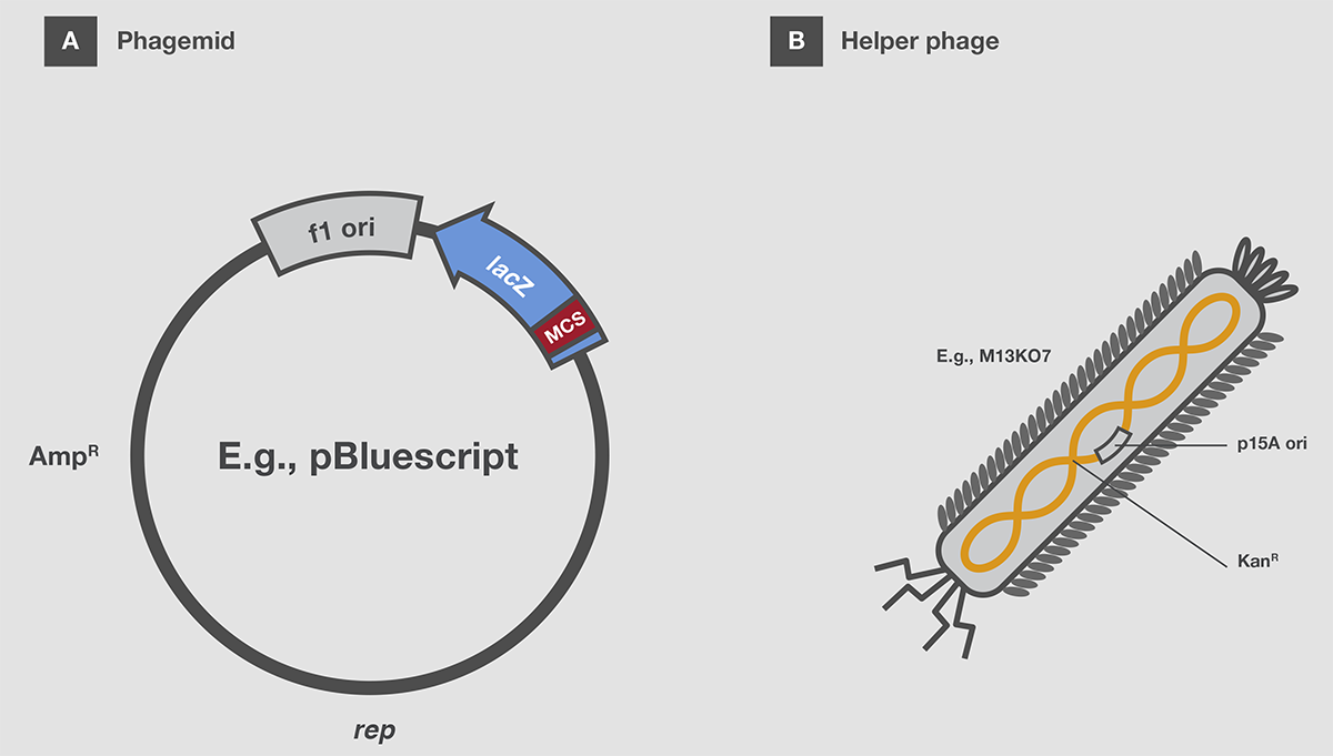 Stability of a plasmid with direct repeat sequences Stability of a plasmid with direct repeat sequences