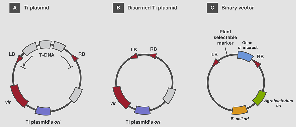 Ti plasmid and the binary vector system Ti plasmid and the binary vector system