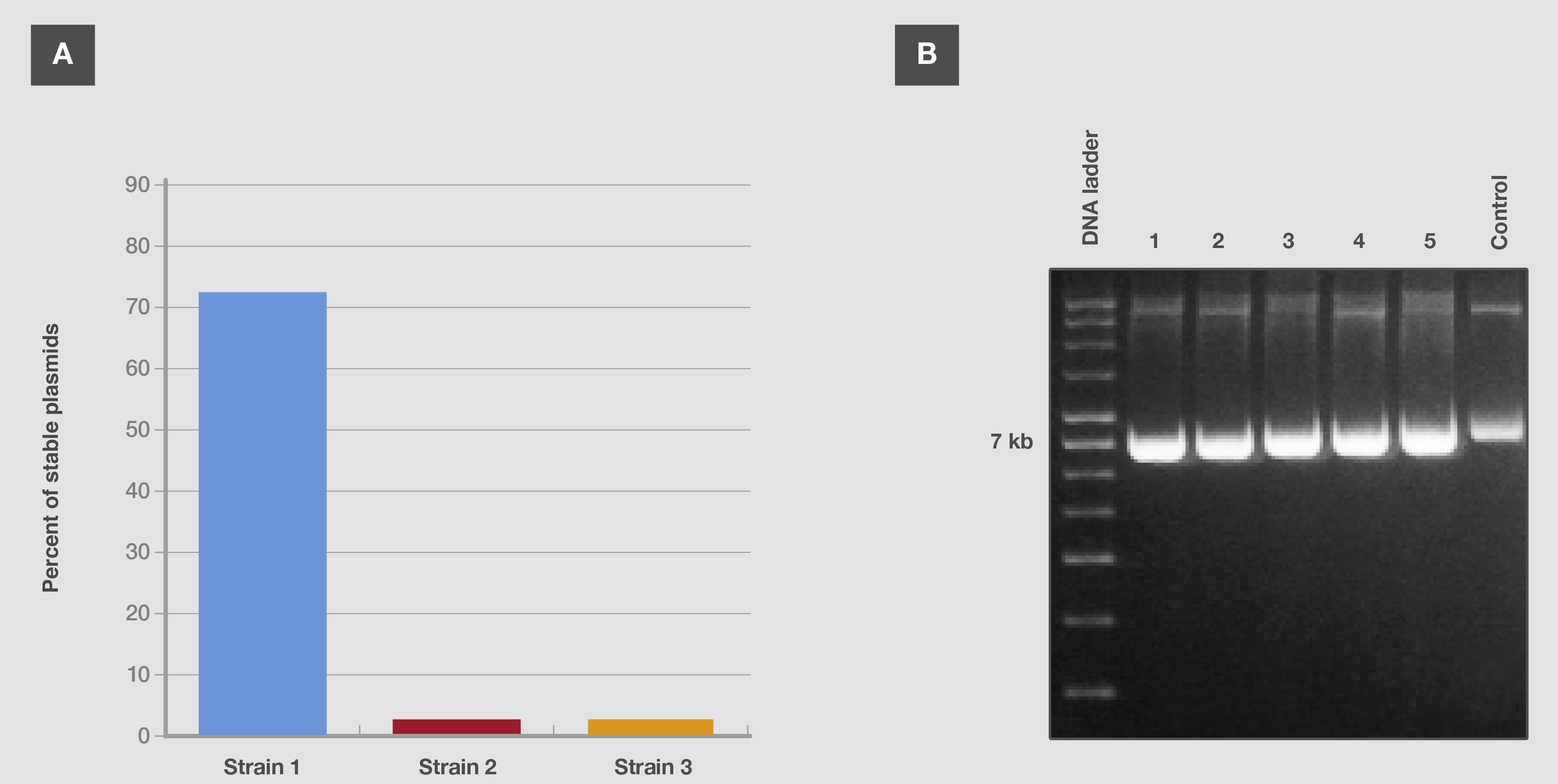 Stability of a plasmid with direct repeat sequences Stability of a plasmid with direct repeat sequences
