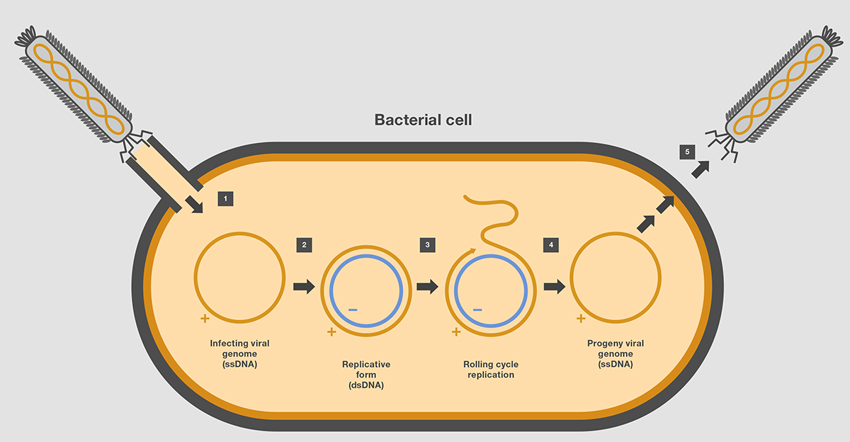 Stability of a plasmid with direct repeat sequences Stability of a plasmid with direct repeat sequences