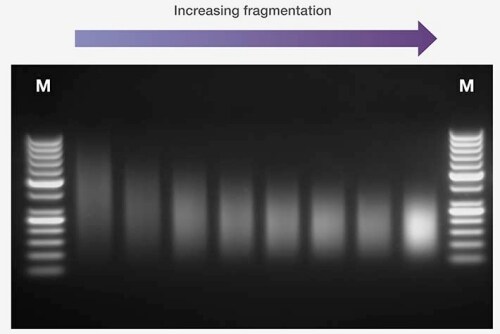 Size selection by agarose gel Size selection by agarose gel