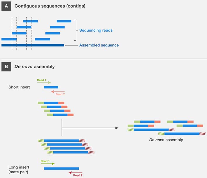 De novo sequencing and assembly De novo sequencing and assembly