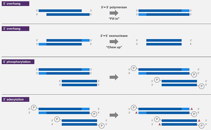 Fragmentation and tagging by transposons Fragmentation and tagging by transposons