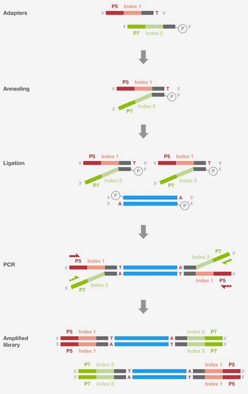 Adapter ligation Adapter ligation