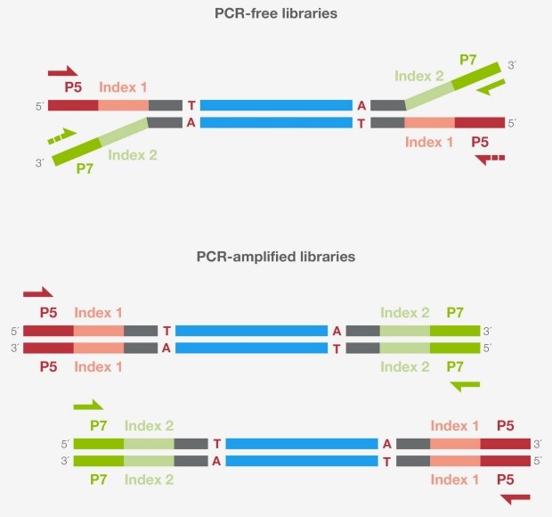 Schematic of primer binding in library quantitation by qPCR Schematic of primer binding in library quantitation by qPCR