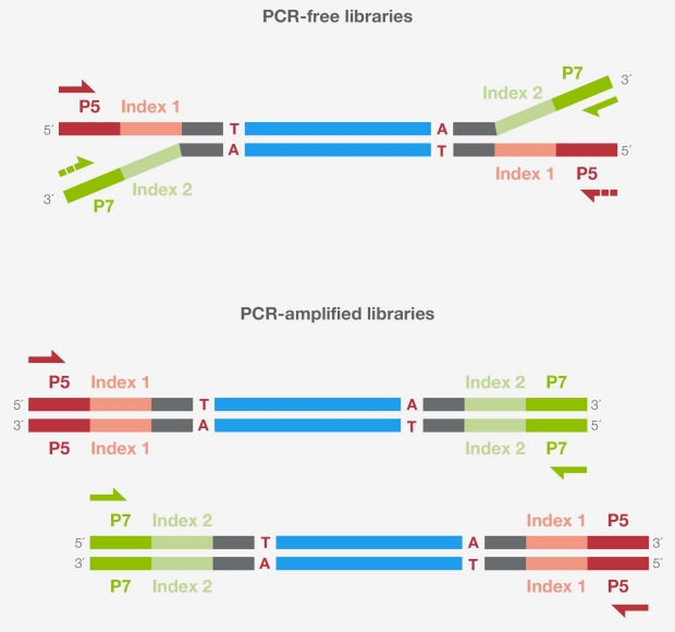 Schematic of primer binding in library quantitation by qPCR Schematic of primer binding in library quantitation by qPCR