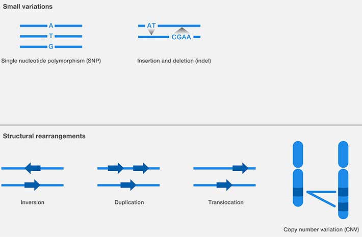 Common genetic variations Common genetic variations