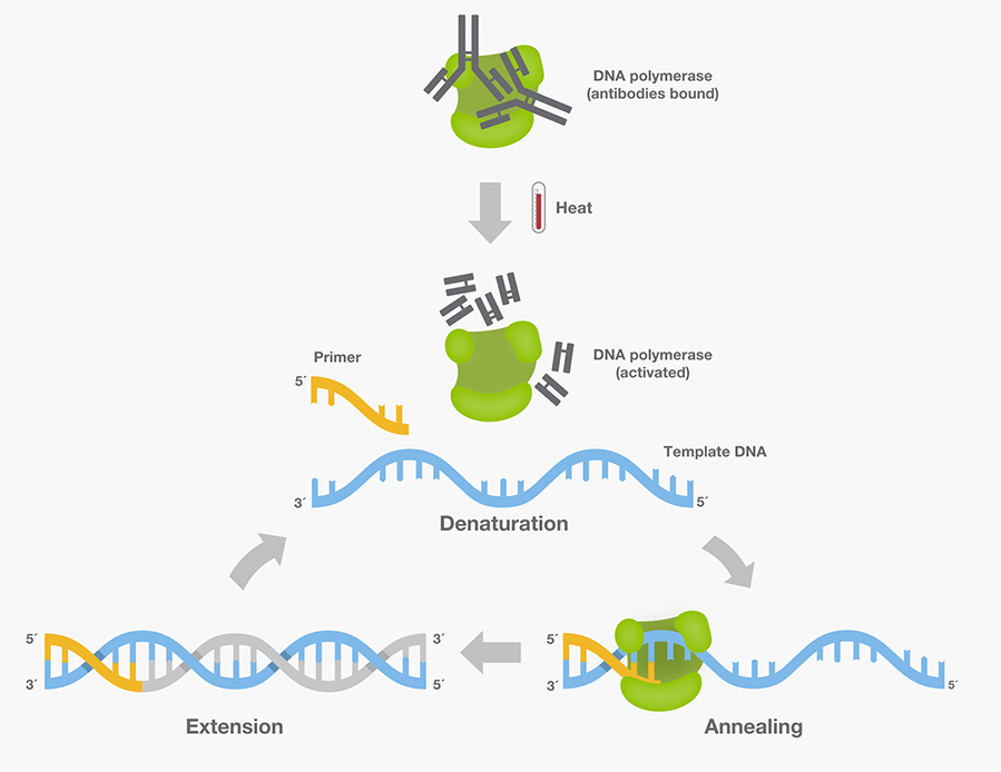 DNA聚合酶-pcr过程-pcr酶-赛默飞 | Thermo Fisher Scientific - CN