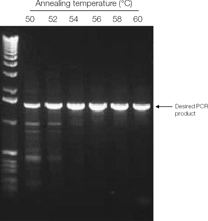 PCR程序循环-引物退火-赛默飞| Thermo Fisher Scientific - CN | Thermo Fisher ...
