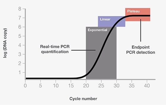 PCR方法—常用的10种策略 | Thermo Fisher Scientific - CN