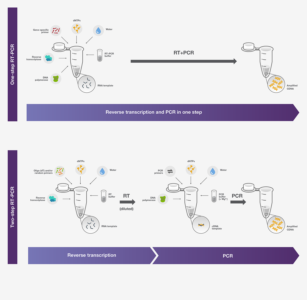 One Step Reverse Transcriptase 反转录实验应用 | Thermo Fisher Scientific - CN