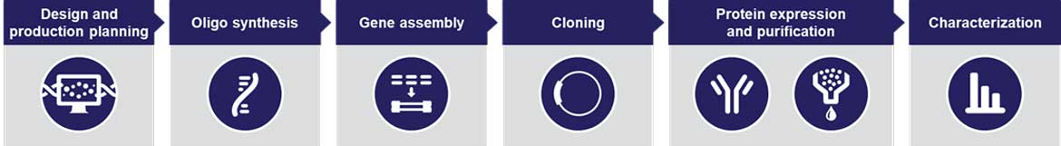 GeneArt services for antibody engineering Services for antibody engineering start with gene optimization, synthesis, and cloning, then continue through protein expression, purification, and antibody characterization