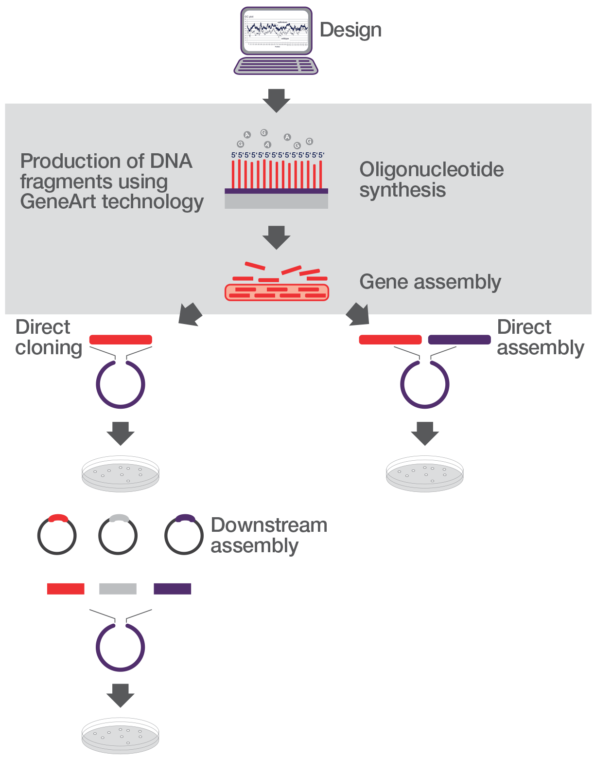 Design and production process for Strings DNA Fragments The production of Strings DNA Fragments starts with the software design, then oligonucleotide synthesis followed by gene assembly ready for cloning or assembly.