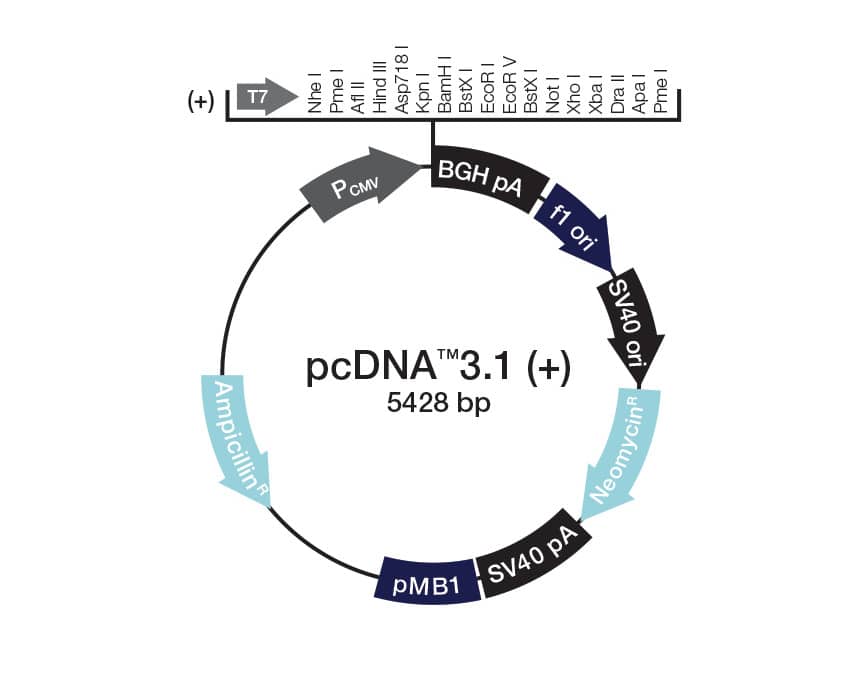 pcDNA 3.1 vector map ynthesized genes can be delivered into vectors like pcDNA 3.1