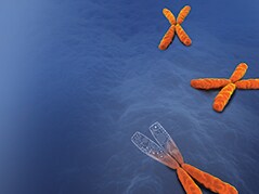 CO33911-PartialChromosome_Engineered-2 CO33911-PartialChromosome_Engineered-2