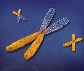 GeneOptimizer Process for Successful Gene Optimization GeneOptimizer Process for Successful Gene Optimization