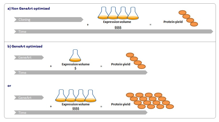 Cloning and protein expression workflow using GeneArt Gene Synthesis services Cloning and protein expression workflow using GeneArt Gene Synthesis services