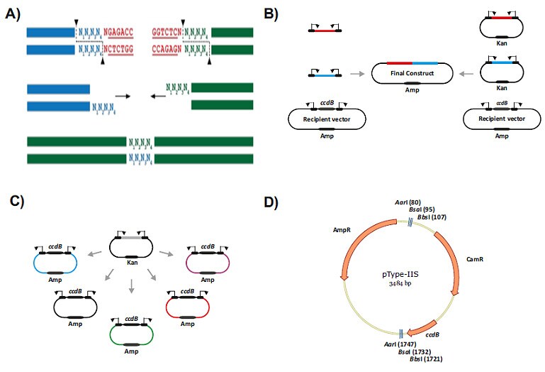 Overview of the various cloning strategies possible when using GeneArt Type IIs Assembly Kits Overview of the various cloning strategies possible when using GeneArt Type IIs Assembly Kits