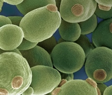 GeneArt-230x195 GeneArt-230x195