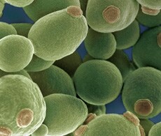 GeneArt 无缝克隆 GeneArt 无缝克隆