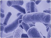 GeneArt 无缝克隆试剂盒和 Gibson Assembly® 试剂盒 GeneArt 无缝克隆试剂盒和 Gibson Assembly® 试剂盒