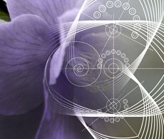 sho-synbio-webinars RNAi 工具及递送技术