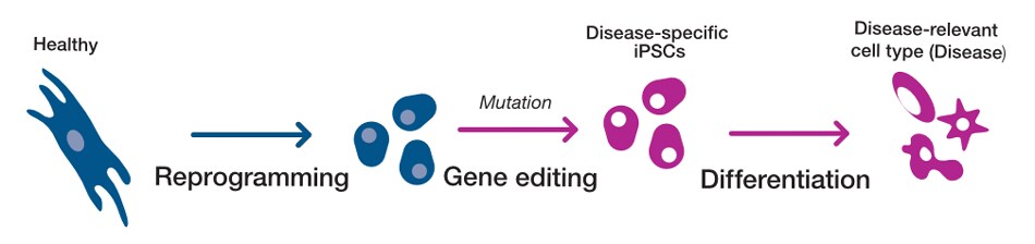 PSC reprogramming illustration illustration showing the basic steps to reprogram healthy cells into multiple disease-relevant cells