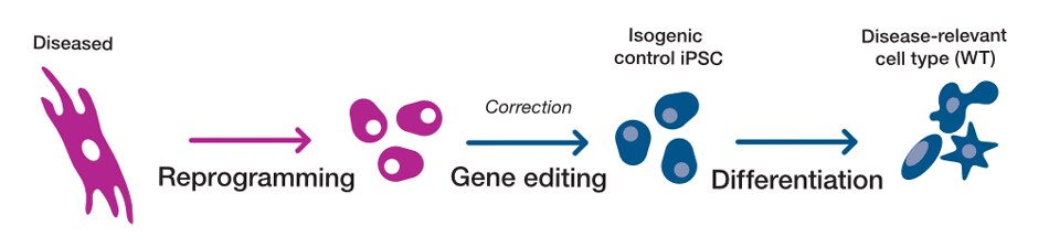 Isogenic model creation illustration illustration showing the basic steps to create isogenic controls for disease-relevant cell types