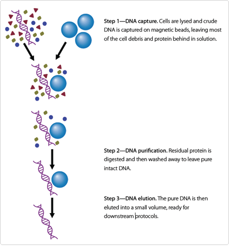 Magnetic Bead DNA Capture Process Schematic of the Magnetic Bead DNA Capture Process