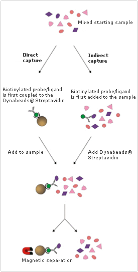 Direct vs indirect nucleic acid capture How streptavidin works for nucleic acid capture assays