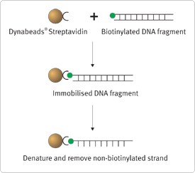 序列特异性 DNA 捕获 序列特异性 DNA 捕获