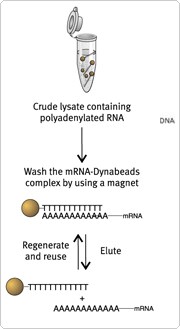 mRNA Methods and Results mRNA Methods and Results
