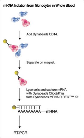 mRNA Isolation from Monocytes in While Blood Scheme of mRNA Isolation from Monocytes in While Blood